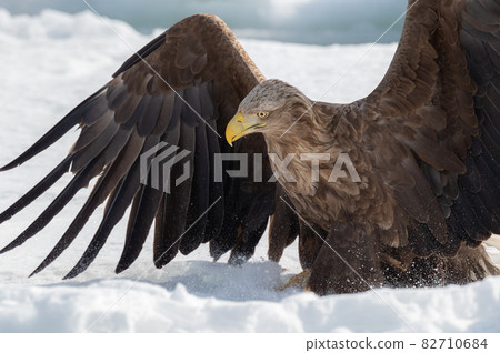 知床冬天 知床冬天 82710684