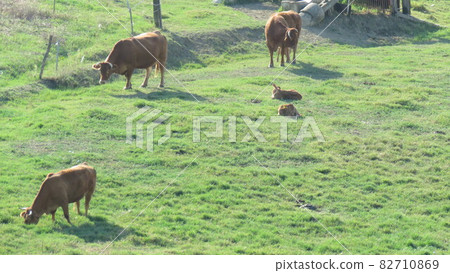 Cattle 82710869