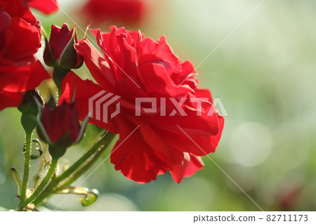 Beautiful red rose Beautiful red rose 82711173