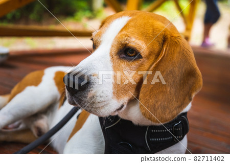 Beagle dog outdoors portraitof tricolor breed 82711402