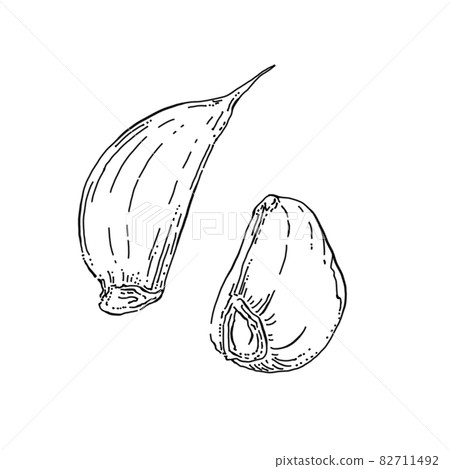 Garlic pen drawing cut illustration 82711492