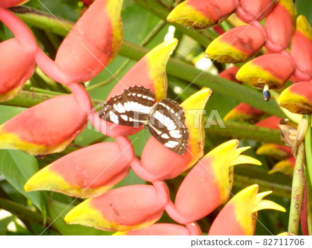 Characteristic flowering trees and butterflies in Southeast Asia 82711706