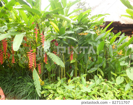 東南亞特色花木 82711707