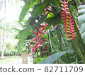 Characteristic flowering trees in Southeast Asia 82711709