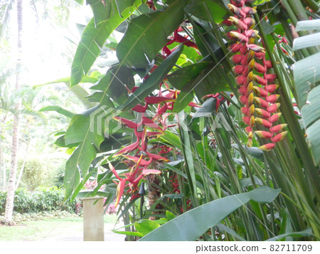 Characteristic flowering trees in Southeast Asia 82711709