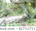 A small river in the jungle of Southeast Asia 82711711