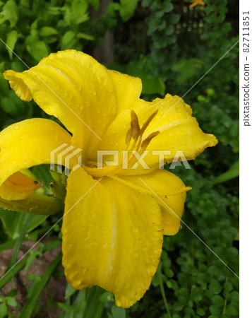 Yellow daylilies flowers or Hemerocallis. Daylilies on green leaves background. Flower beds with flowers in garden. Yellow daylilies flowers or Hemerocallis. Daylilies on green leaves background. Flower beds with flowers in garden. 82711851