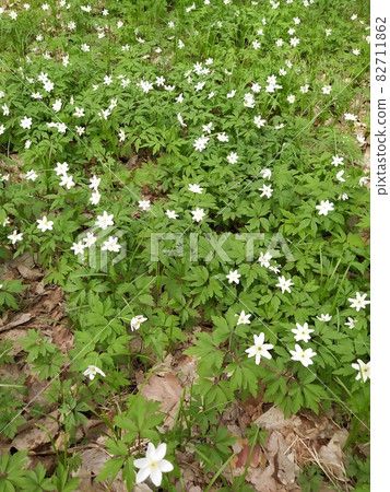 white blossom of wood anemona in spring in a forest, Anemona nemorosa 82711862