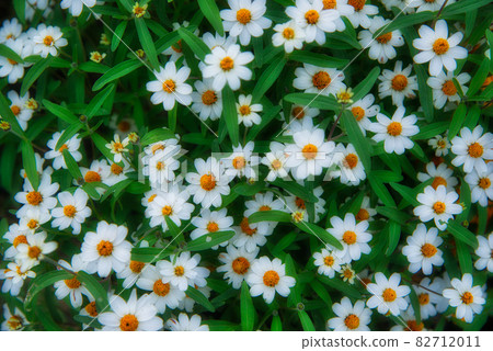 與開花在庭院的花圃裡的白色小花的美好的風景 與開花在庭院的花圃裡的白色小花的美好的風景 82712011