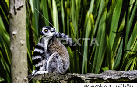 Ring-tailed lemur (Lemur catta) is a large strepsirrhine primate known as maky, maki or hira 82712033