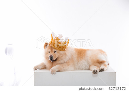 puppy puppy 82712172