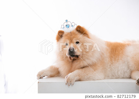 puppy puppy 82712179