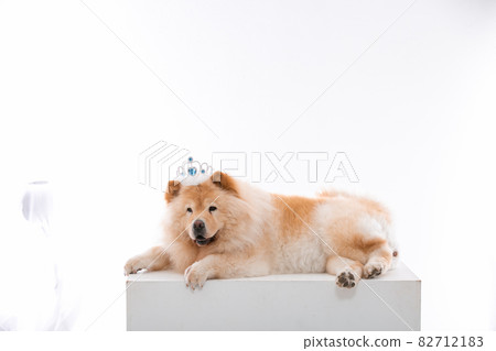 puppy puppy 82712183