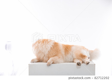 puppy puppy 82712202