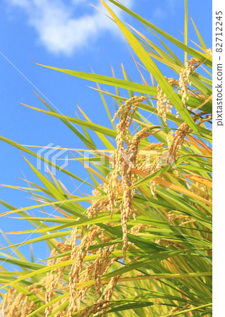 Autumn rice field and blue sky 82712245