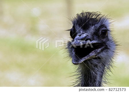 Wild female common ostrich (Struthio camelus) 82712573