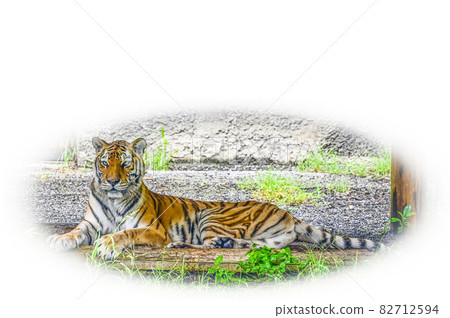 Amur Tora Amur Tora 82712594