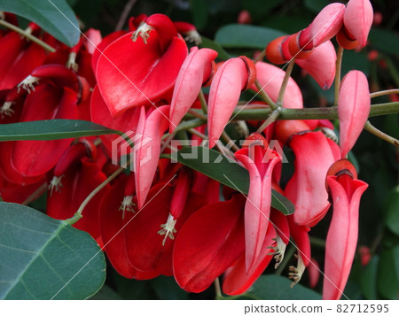 迪戈 迪戈 82712595