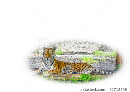 阿穆爾托拉 阿穆爾托拉 82712596