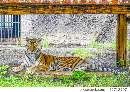 阿穆爾托拉 82712597