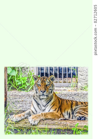 Amur Tora Amur Tora 82712605