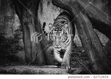 The portrait of an Indochinese tiger walking and looking at the camera in a black and white scene. The portrait of an Indochinese tiger walking and looking at the camera in a black and white scene. 82712658
