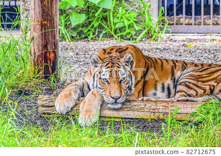 阿穆爾托拉 阿穆爾托拉 82712675