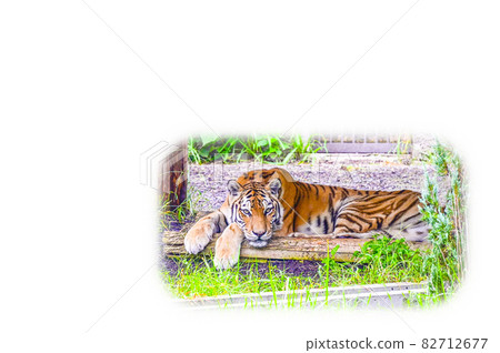 阿穆爾托拉 82712677