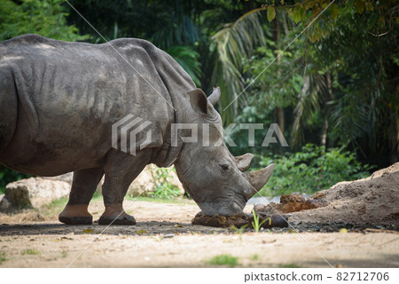 The southern white rhinoceros or square-lipped rhinoceros eating his manure. The southern white rhinoceros or square-lipped rhinoceros eating his manure. 82712706