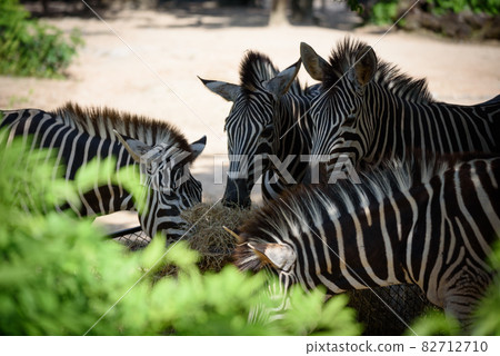 The zebras eating straw (hay) from the tray. The zebras eating straw (hay) from the tray. 82712710