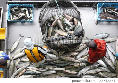 Landing of autumn salmon Hokkaido Utoro Fishing Port 82712871