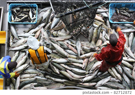 Landing of autumn salmon Hokkaido Utoro Fishing Port 82712872