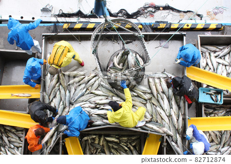 Landing of autumn salmon Hokkaido Utoro Fishing Port 82712874