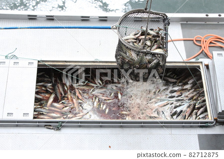 Landing of autumn salmon Hokkaido Utoro Fishing Port 82712875