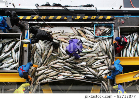 Landing of autumn salmon Hokkaido Utoro Fishing Port 82712877