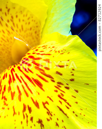 Freshness flower red spots on bright yellow fragile petal of Canna Freshness flower red spots on bright yellow fragile petal of Canna 82712924