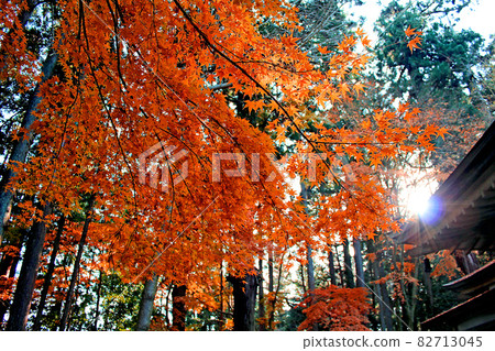 [Iwate] Autumn Hiraizumi, the roof of the Golden Hall of Chusonji Temple and the bright red maple 82713045