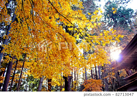 [Iwate] Autumn Hiraizumi, the roof of the Golden Hall of Chusonji Temple and the yellow maple 82713047