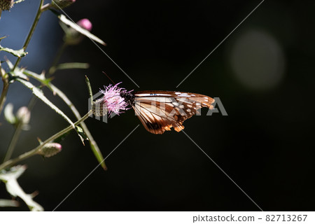 Traveling butterfly Chestnut tiger Traveling butterfly Chestnut tiger 82713267