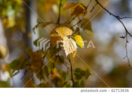 Yellow or dry leaves on tree branches in autumn. Leaves of birch, linden and other trees on the branches. There is an empty space for the text Yellow or dry leaves on tree branches in autumn. Leaves of birch, linden and other trees on the branches. There is an empty space for the text 82713636