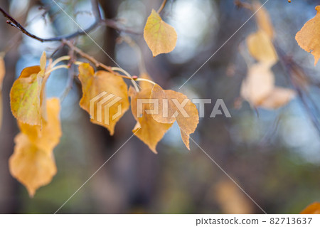 Yellow or dry leaves on tree branches in autumn. Leaves of birch, linden and other trees on the branches. There is an empty space for the text Yellow or dry leaves on tree branches in autumn. Leaves of birch, linden and other trees on the branches. There is an empty space for the text 82713637