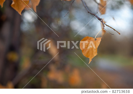 Yellow or dry leaves on tree branches in autumn. Leaves of birch, linden and other trees on the branches. There is an empty space for the text Yellow or dry leaves on tree branches in autumn. Leaves of birch, linden and other trees on the branches. There is an empty space for the text 82713638