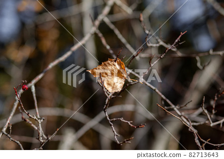 Yellow or dry leaves on tree branches in autumn. Leaves of birch, linden and other trees on the branches. There is an empty space for the text Yellow or dry leaves on tree branches in autumn. Leaves of birch, linden and other trees on the branches. There is an empty space for the text 82713643