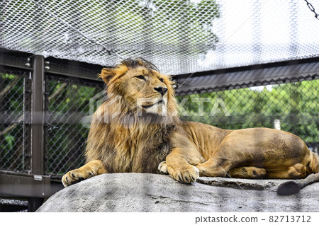 Zoo lion seen through the ori 82713712
