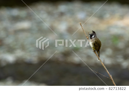 Himalayan bulbul or white cheeked bulbul bird portrait perched on branch at foothills of himalaya uttarakhand india - Pycnonotus leucogenys 82713822