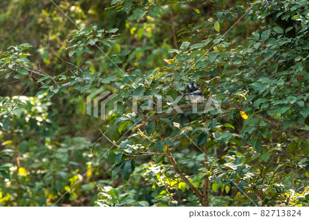 Crested kingfisher or Megaceryle lugubris at dhikala zone of jim corbett national park or forest reserve uttarakhand india Crested kingfisher or Megaceryle lugubris at dhikala zone of jim corbett national park or forest reserve uttarakhand india 82713824