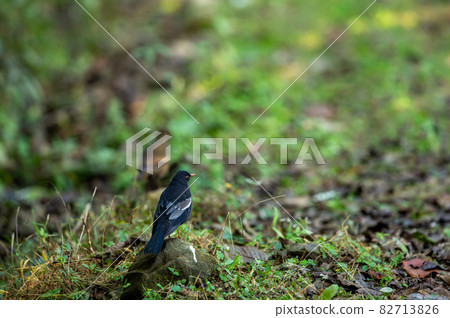 grey winged blackbird or Turdus boulboul bird portrait during winter migration perched in natural green background in foothills of himalayas at forest of uttarakhand india 82713826