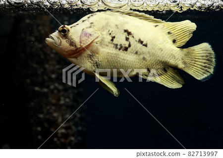 Tripletail, tripletail, dead leaf-based juvenile fish 82713997
