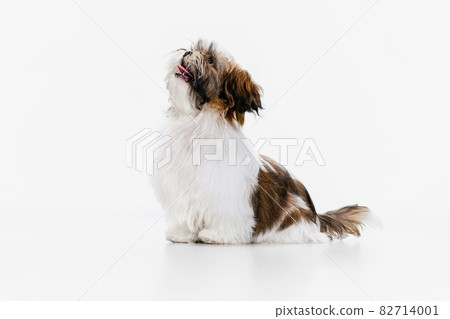 Portrait of cute white brown dog, little puppy Shih Tzu sitting on floor isolated over white studio background. Concept of animal life, care 82714001
