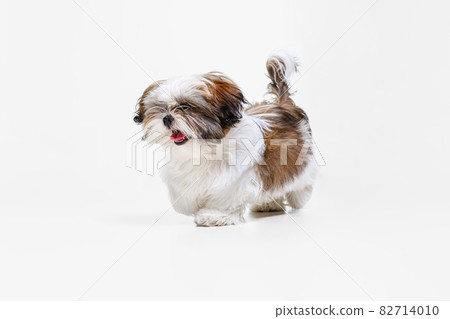 Portrait of cute white brown dog, little puppy Shih Tzu isolated over white studio background. Concept of animal life, care, responsibility for pets 82714010